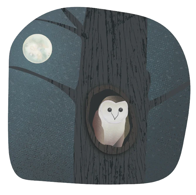 owl illustration