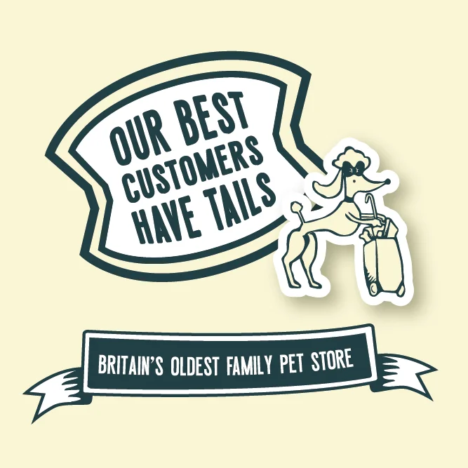 Social media post design for pet store