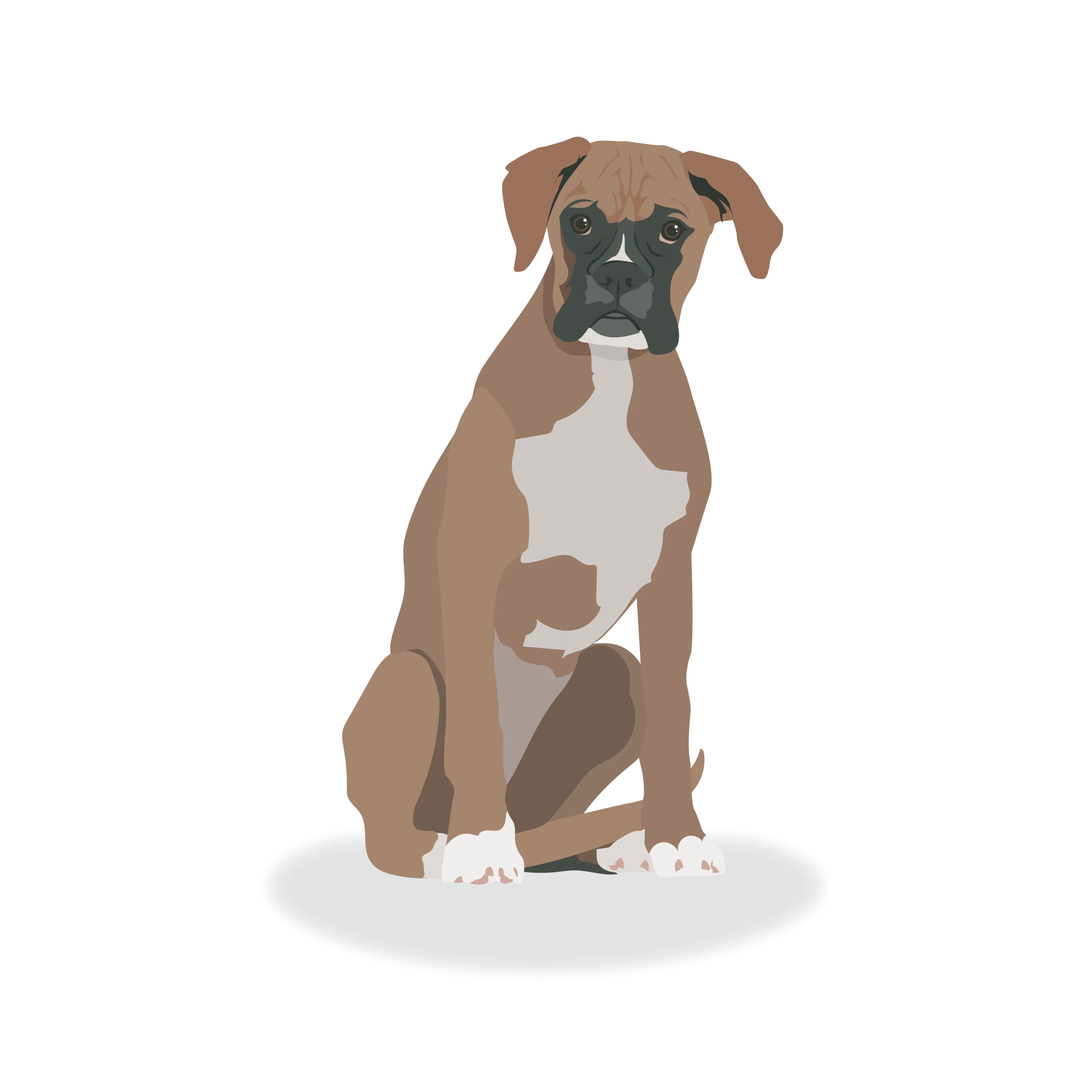 Boxer - representing medium sized pet business