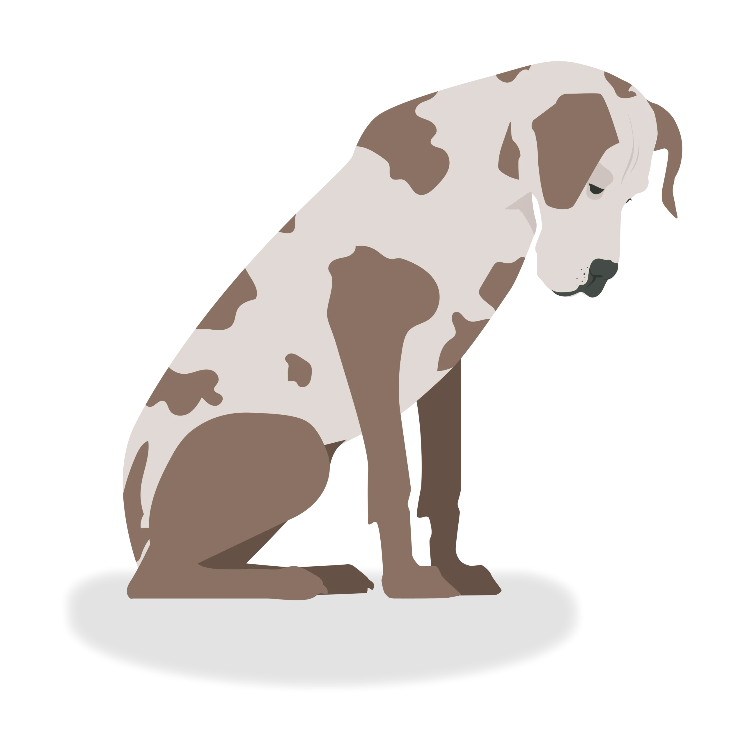 Great dane - representing the large pet brands
